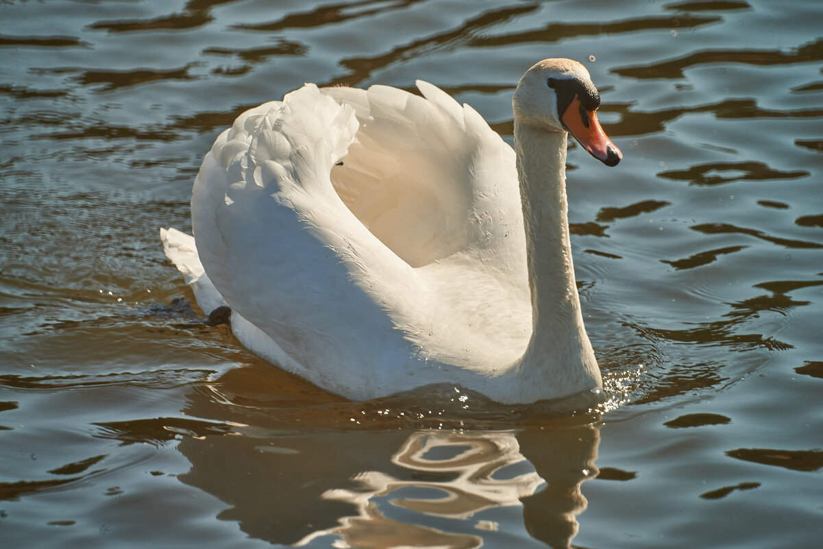 Лебедь - Александр Леонов