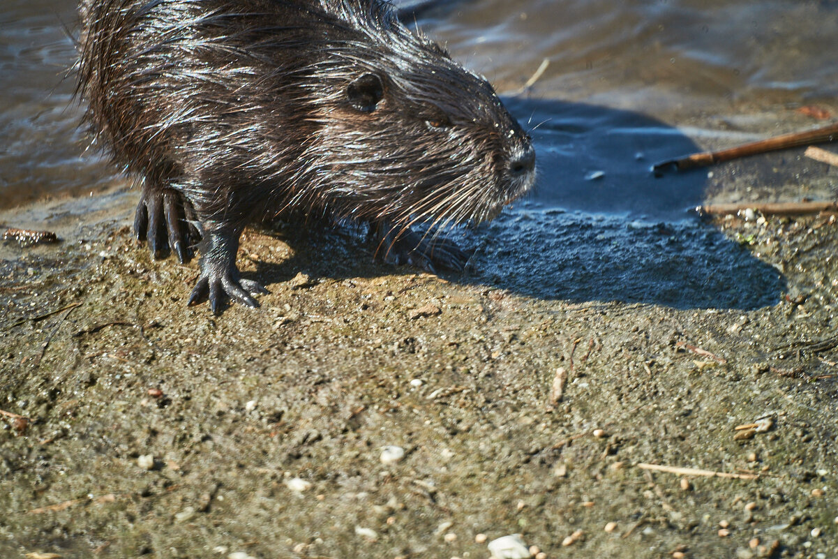 Нутрия - Александр Леонов