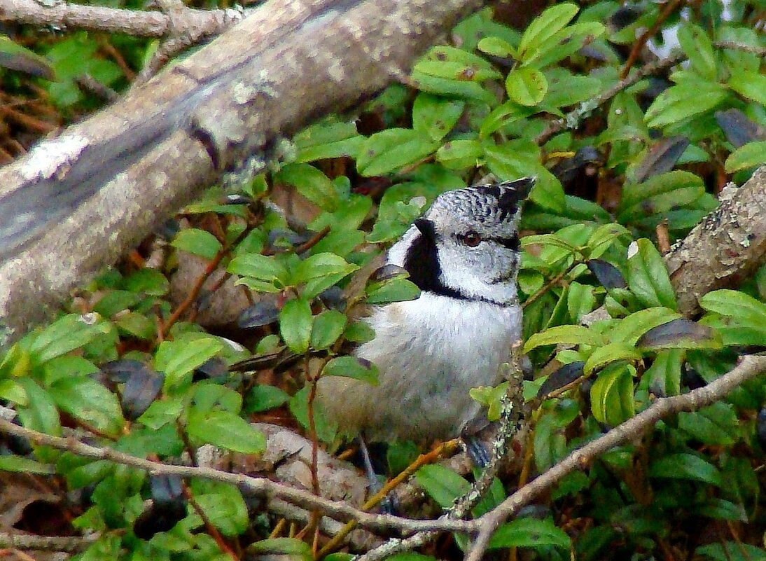 гренадёрка - gawrilа - dan