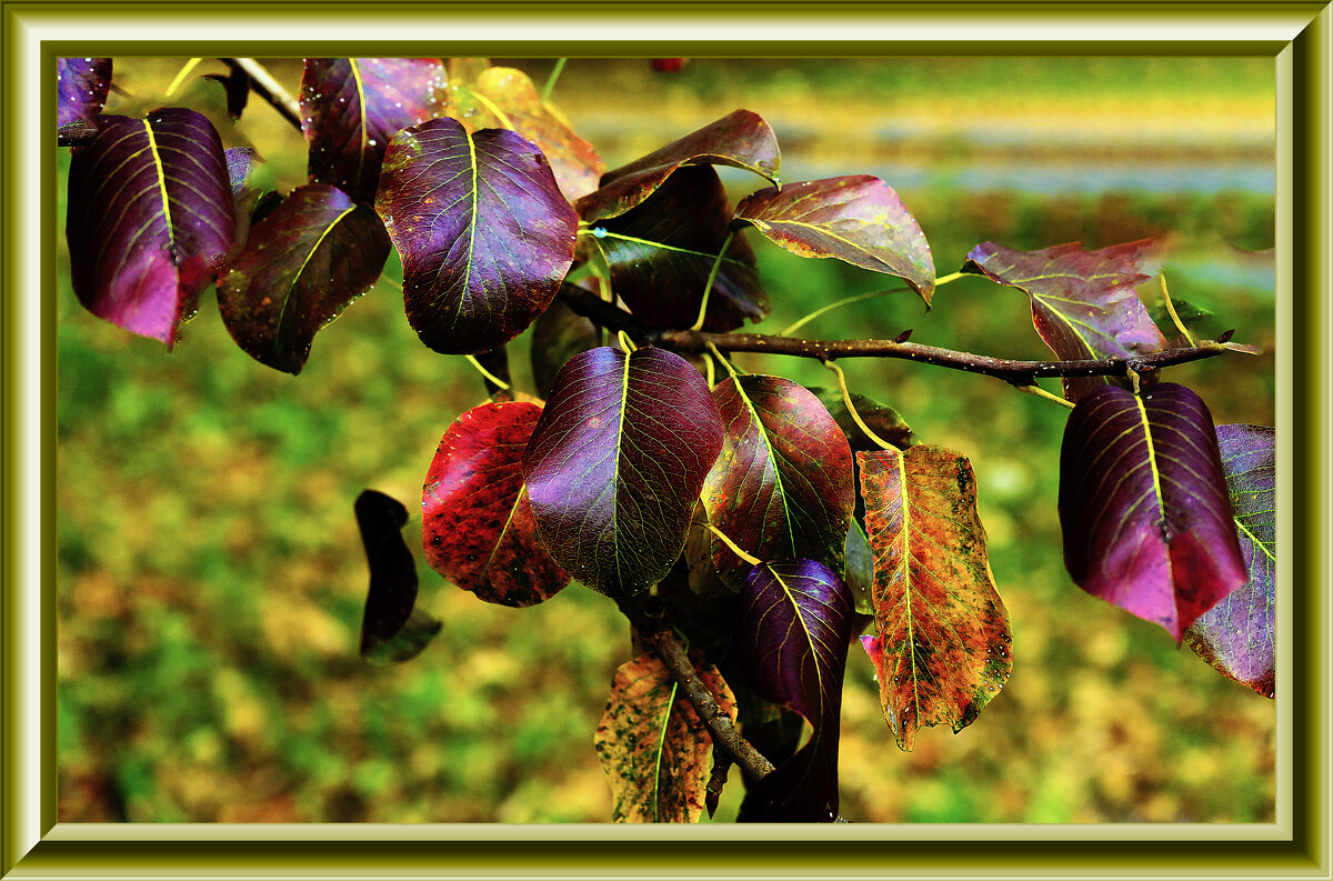Листва Осенью - Владимир Кроливец