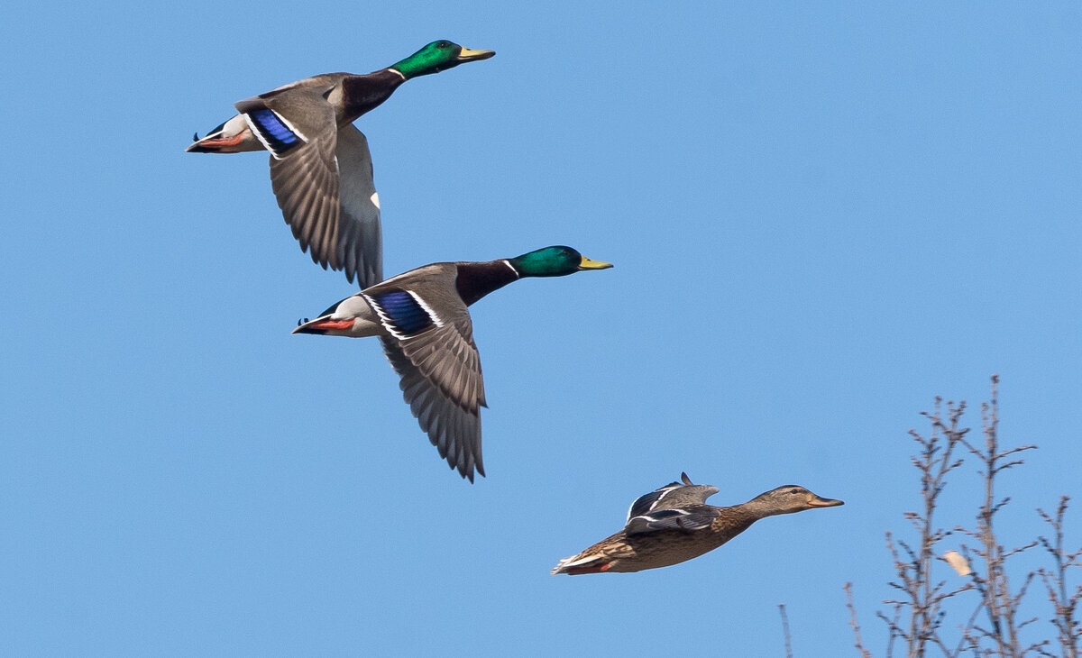 Весна. Прилетели утки. - Владимир Безбородов