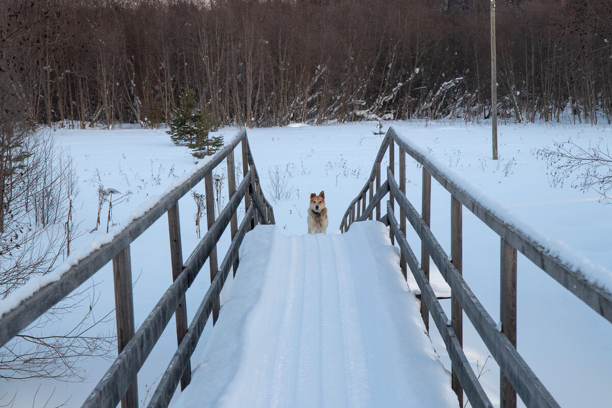 Мил человек разреши по мостику пробежать! - Андрей Дурапов