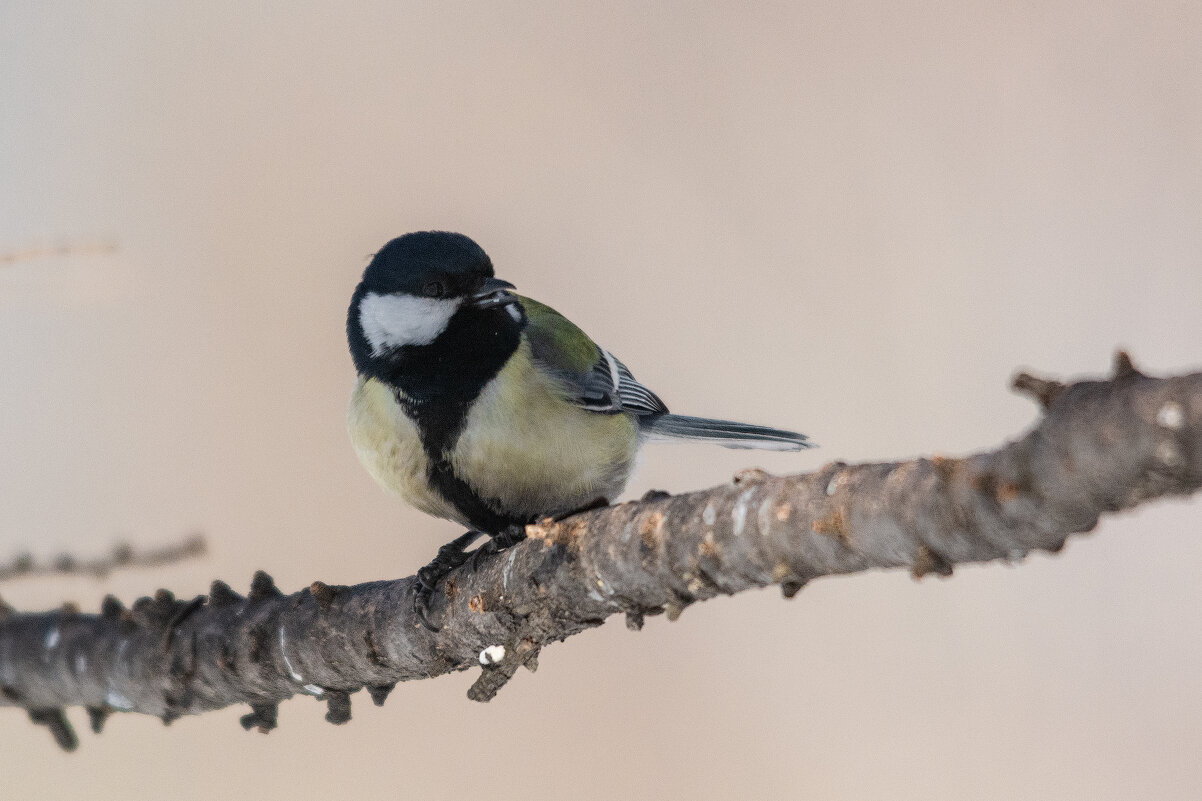 *** - Виктор Иванович Чернюк
