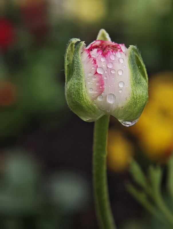 ------------------------ - igor G.