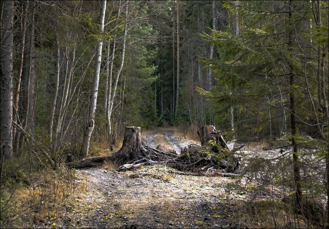 "Пни старые" - Андрей Бобин
