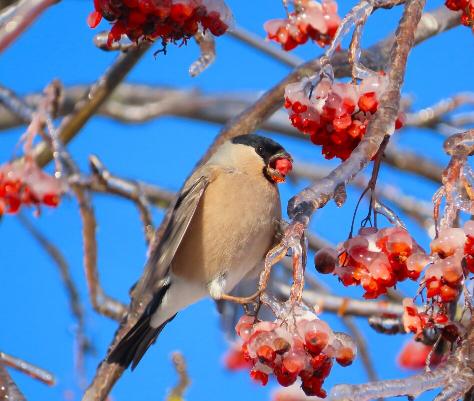 Снегурка - Ольга Митрофанова