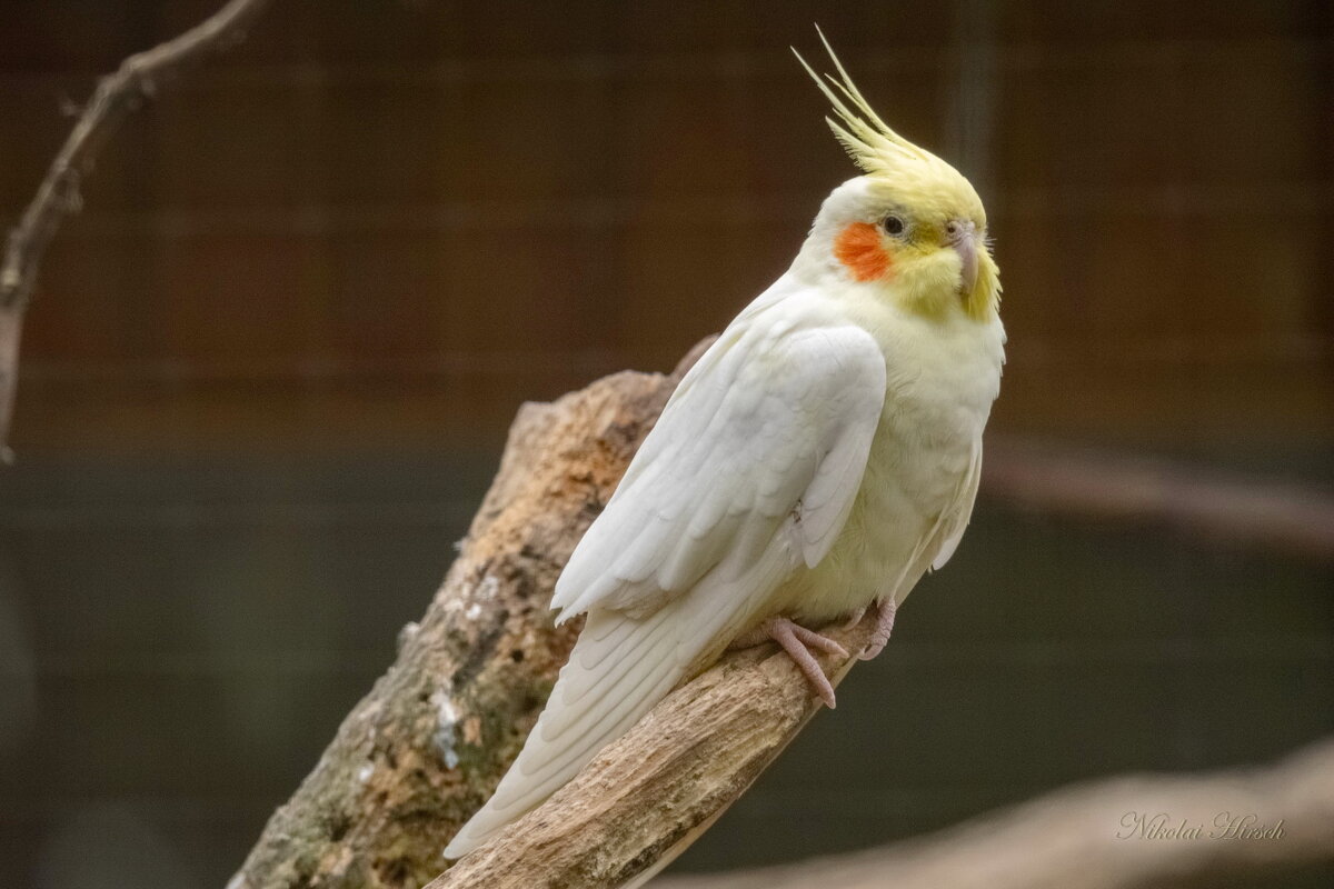 Про попугая... - Николай Гирш