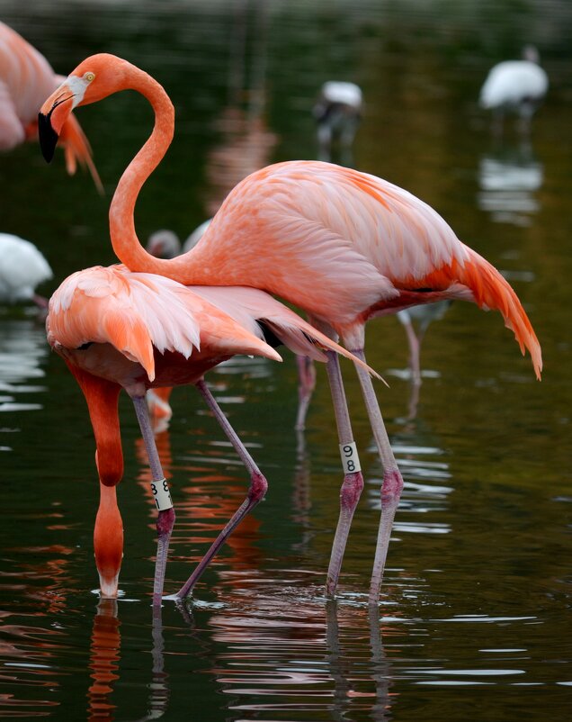 Цвет настроения розовый - Таня Фиалка