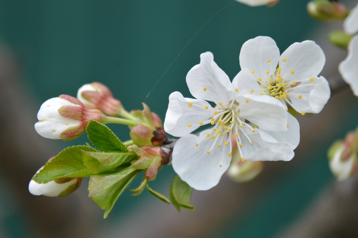 Первые цветы ... - Надежда Куркина 