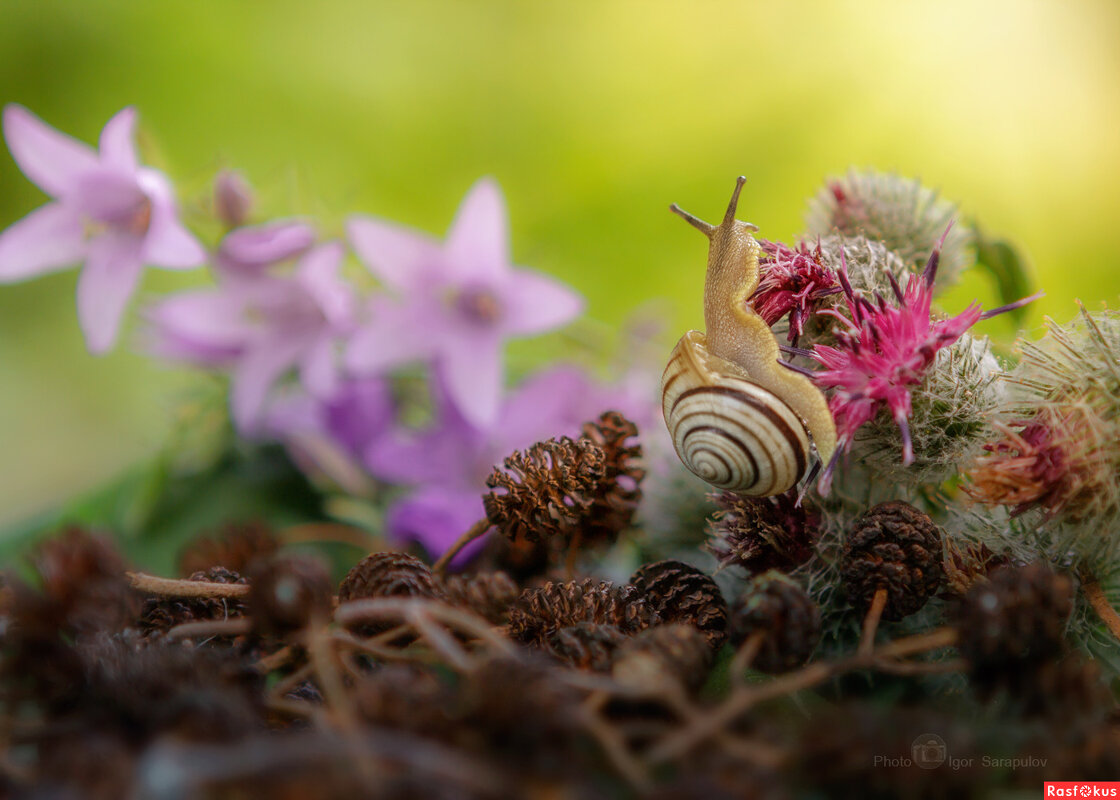 Лесная тропа улитки - Игорь Сарапулов