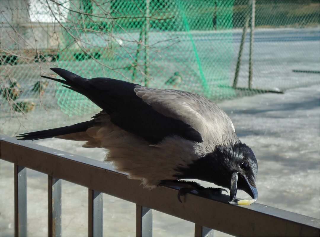 Машенька - sv.kaschuk 