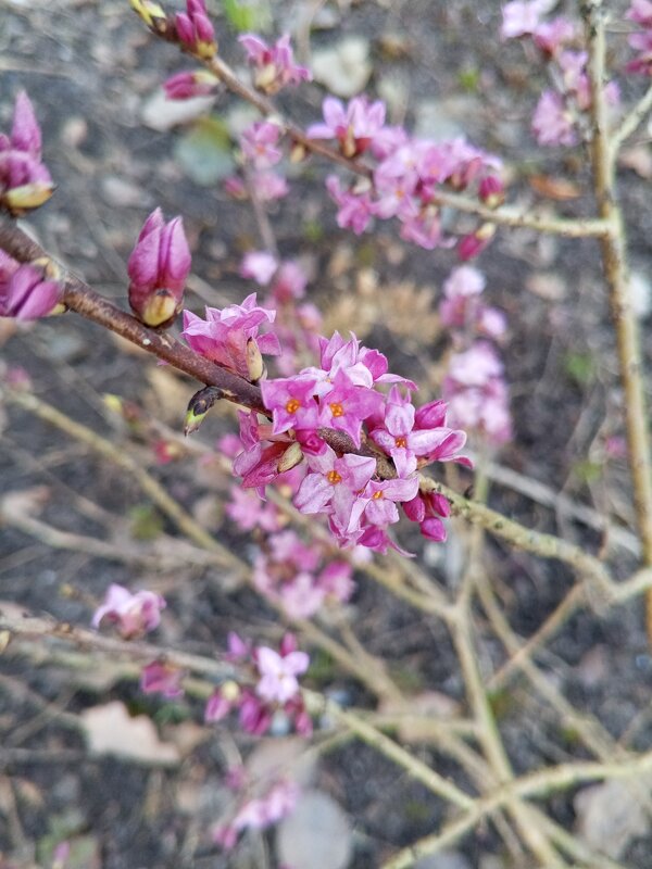 Волчеягодник - Сапсан 