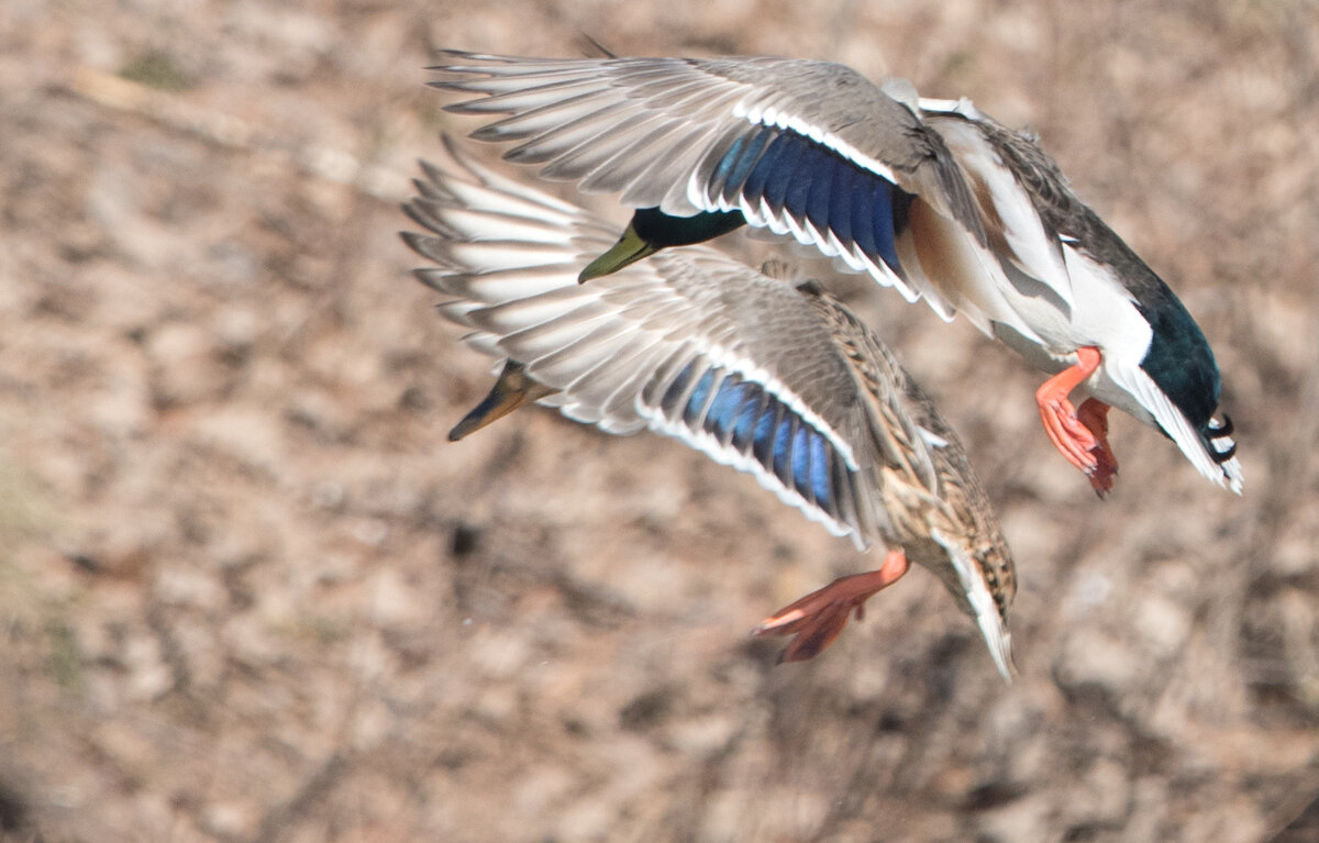 Тангаж, танго... - Владимир Безбородов