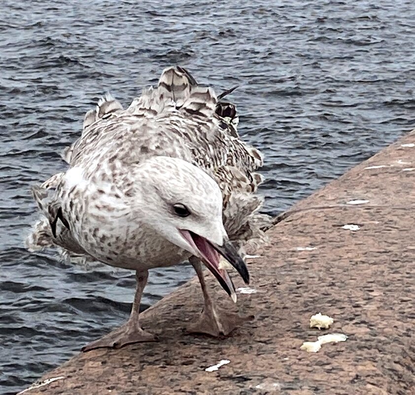 Пернатые Питера - Savayr 