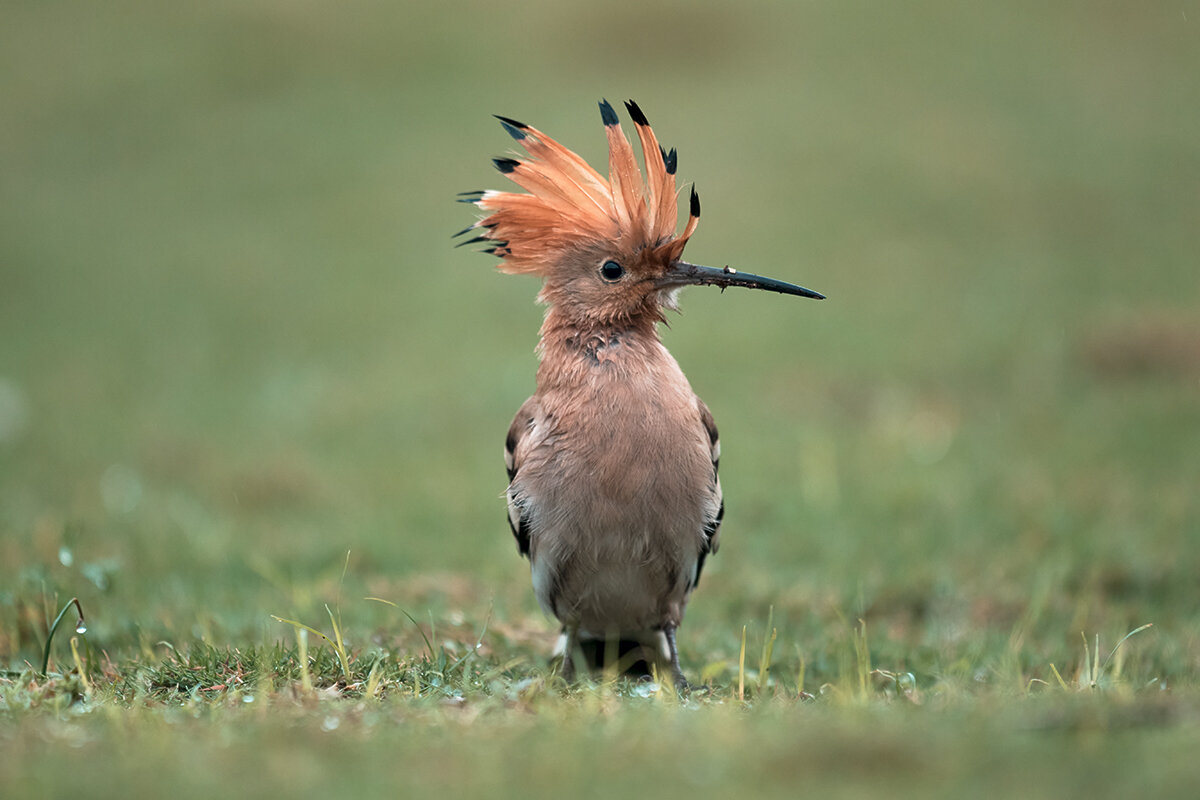 Удод - Yudong Liu