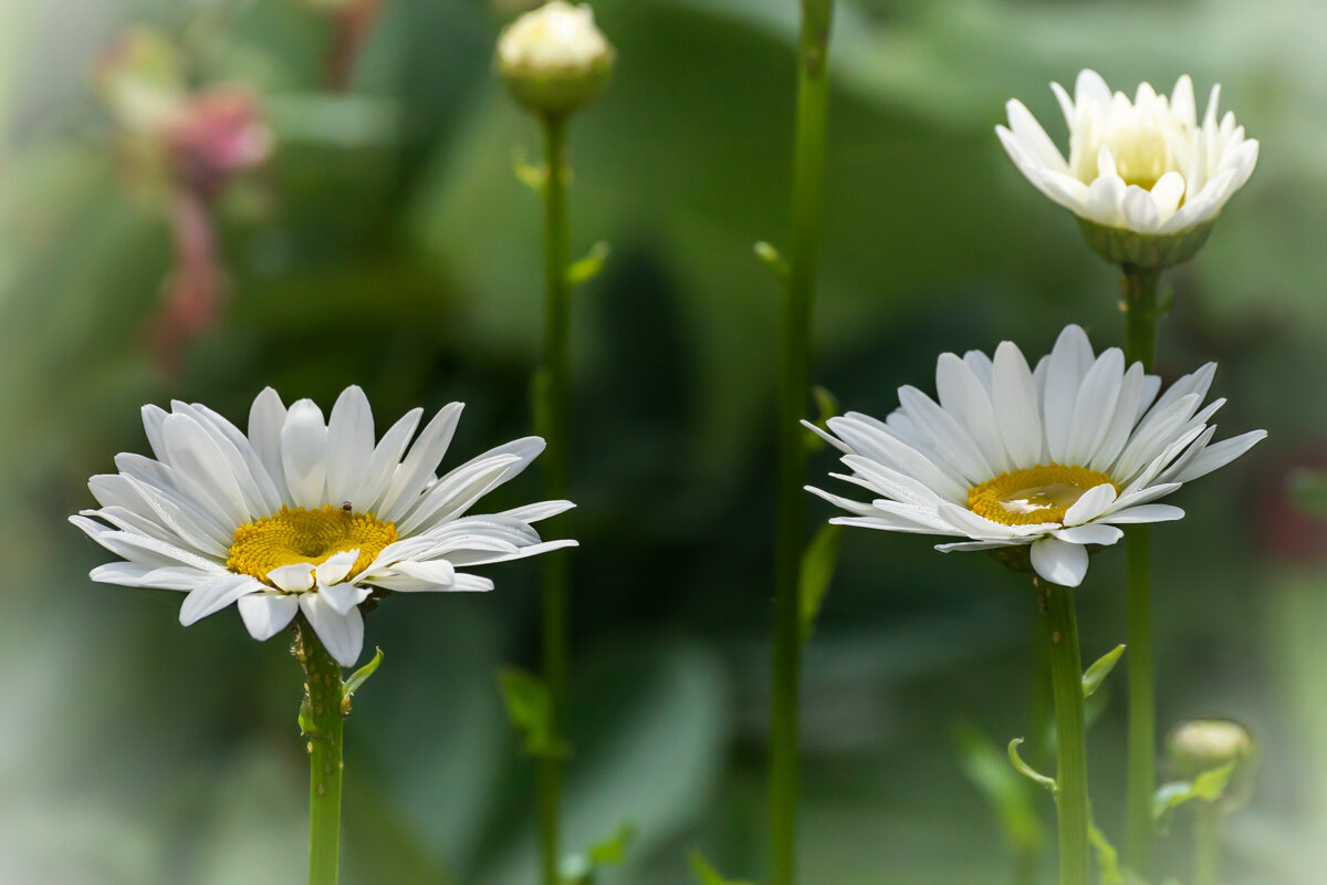 Ромашки - Игорь Сикорский