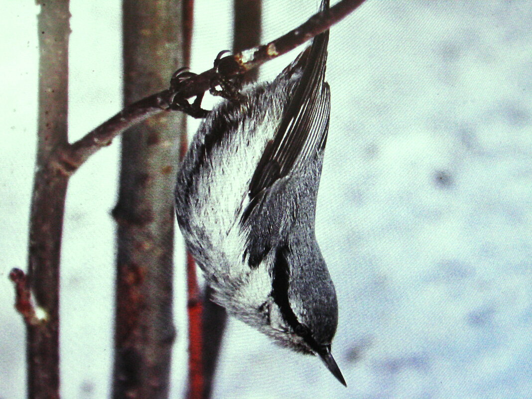 Поползень - Людмила Смородинская