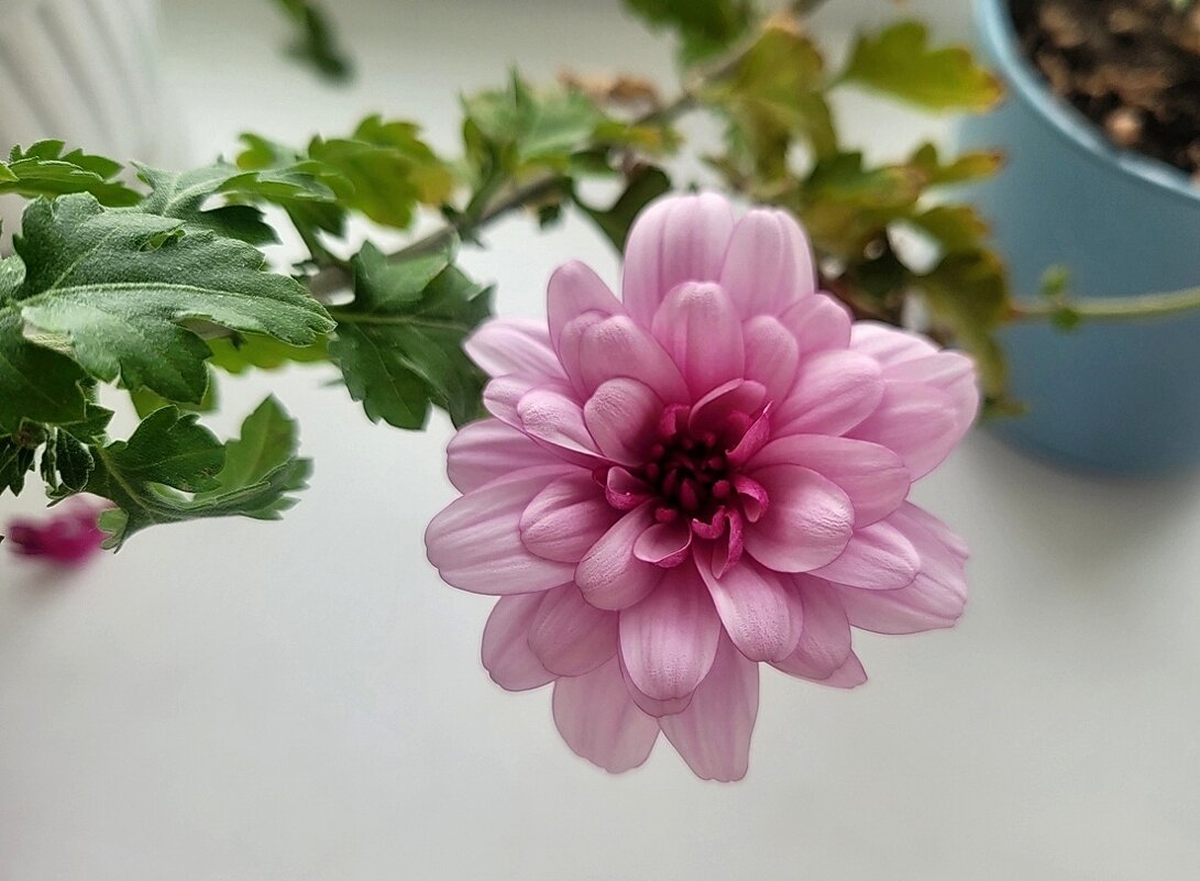 Цветет на окне хризантема - Галина Нестратова