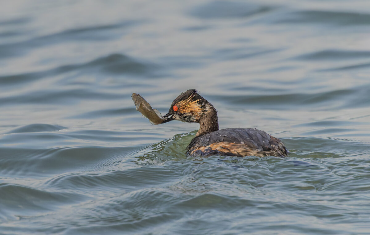 черношейная поганка.весна Лазоревское. - юрий макаров