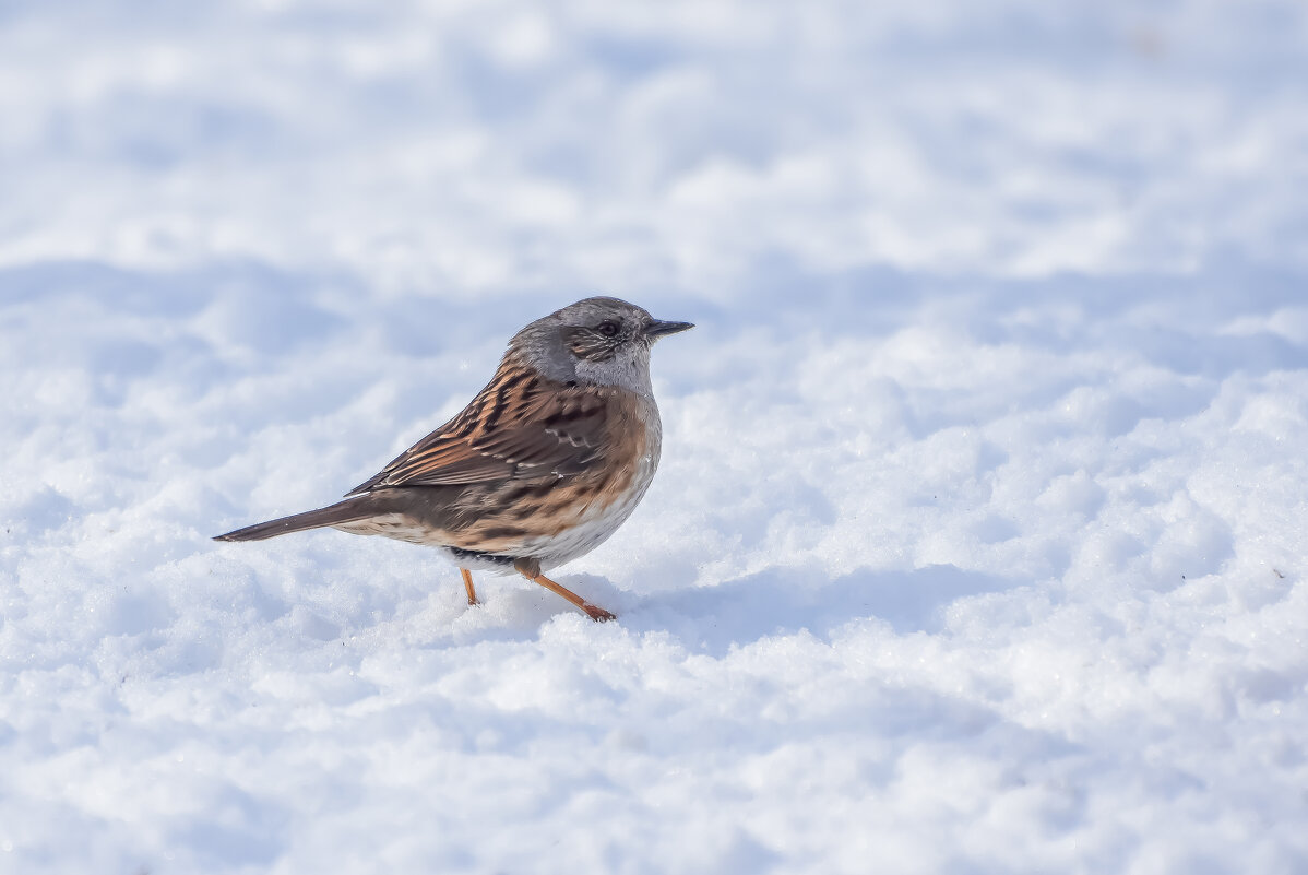 Лесная завирушка. - Sergey (Apg)