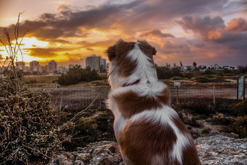 Тревожный закат - Александр Ковальчук