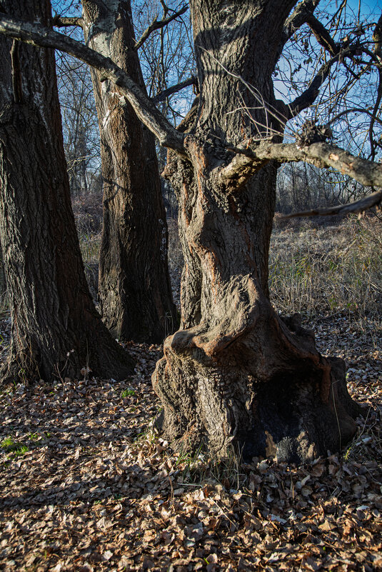 застывшая фигура - Ольга Косачова