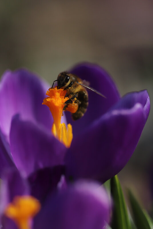 Весна, однако - Игорь Шевченко