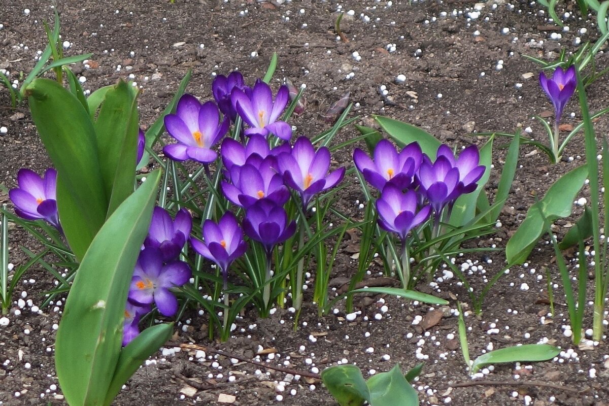 Крокусы - Рита Симонова