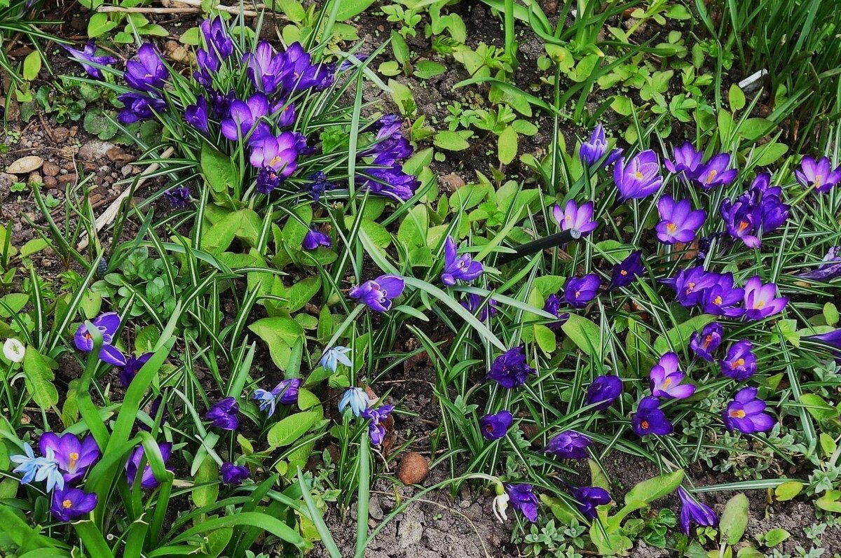 Крокусы - Рита Симонова