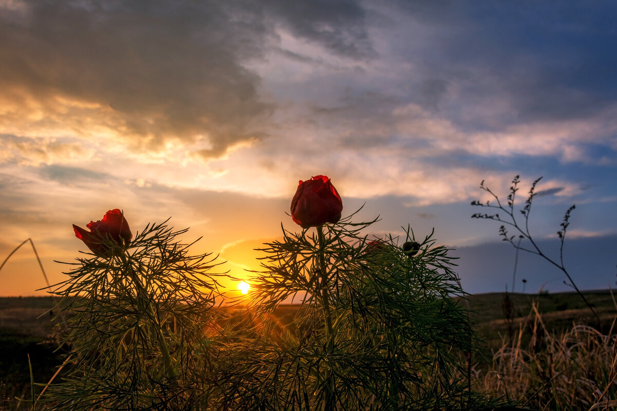 Провожая солнце - Наталья Димова