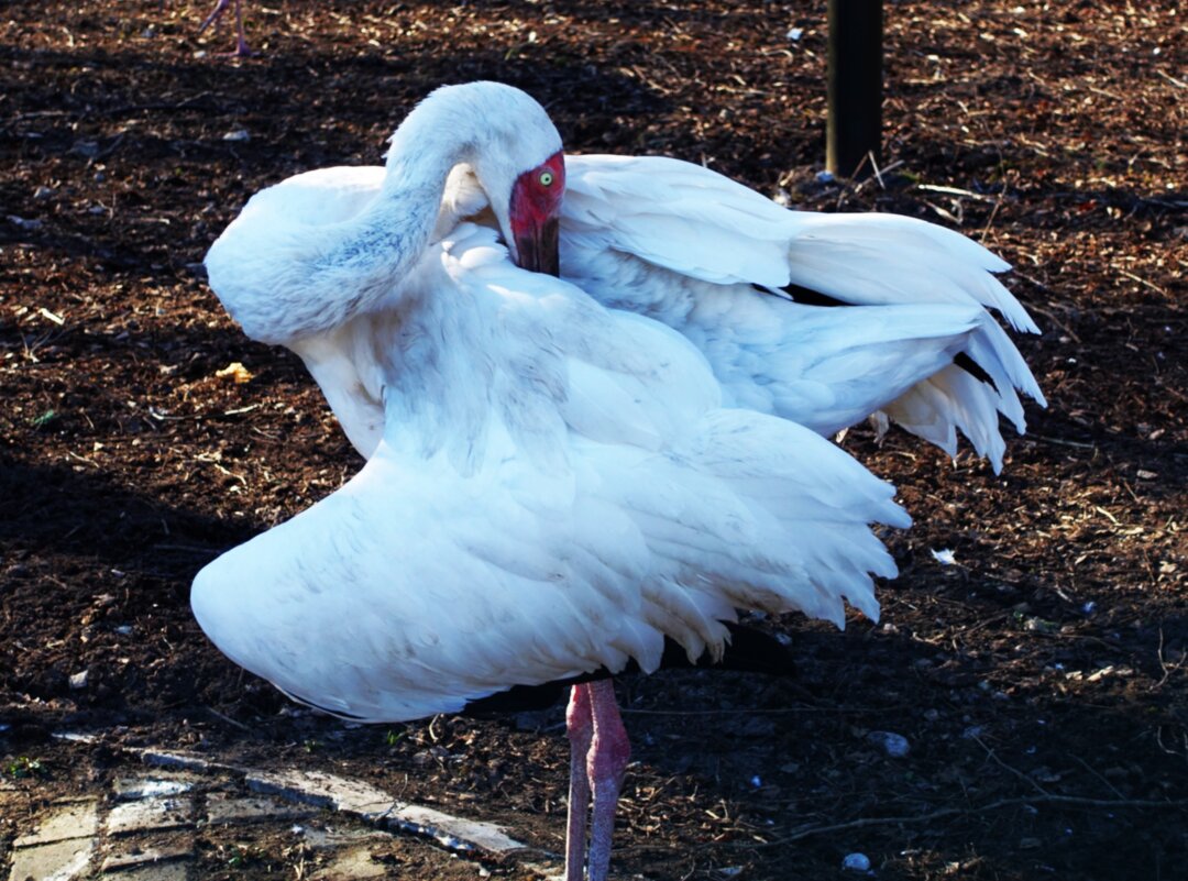 Испугался..и спрятался.. - Aida10 