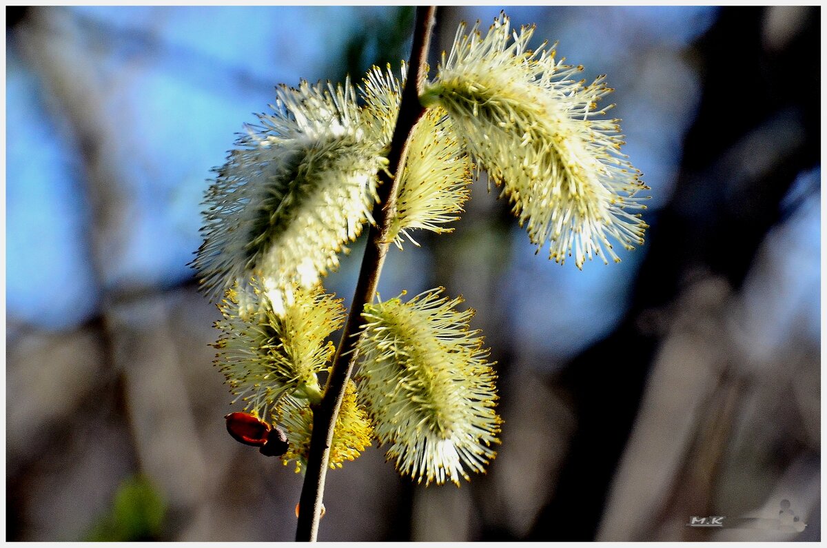 Верба распустилась. - Михаил К