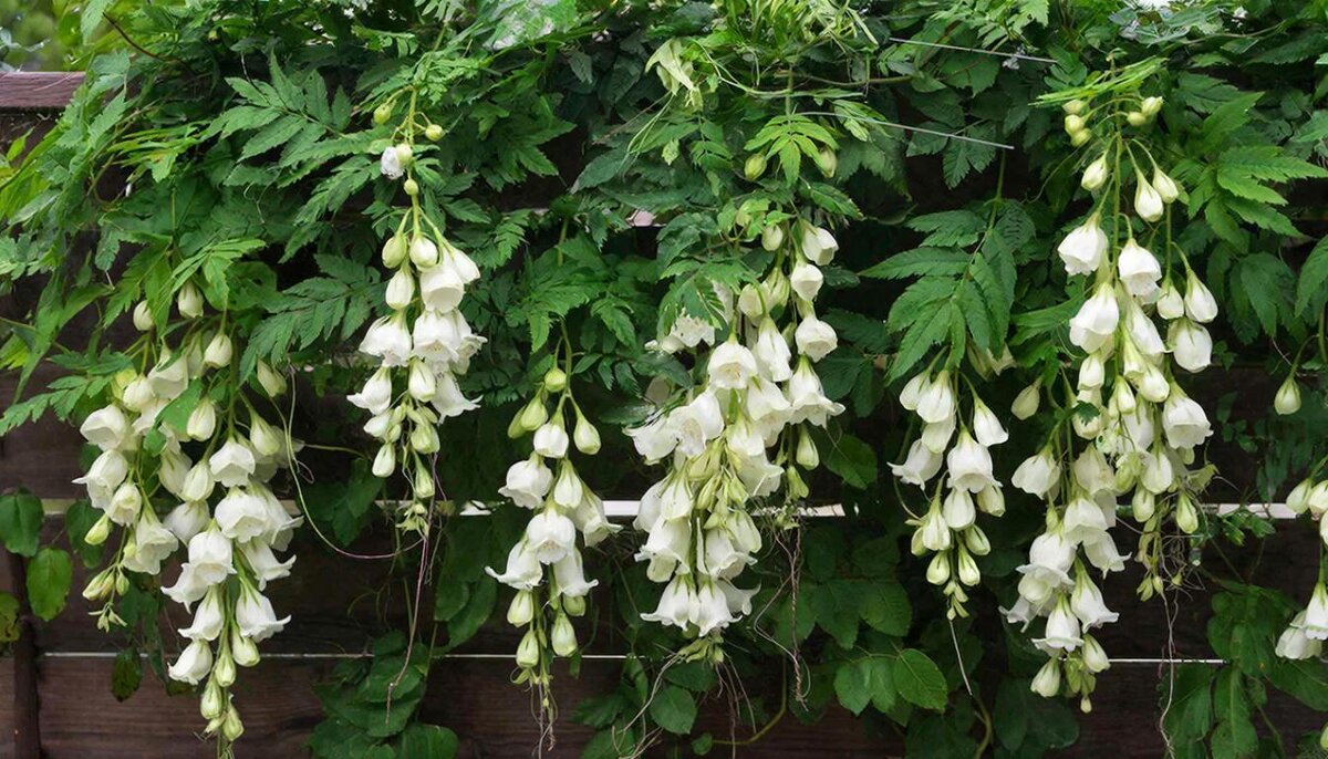 Кобея лазающая Винно-белая - МАРИЯ ПОПОВА