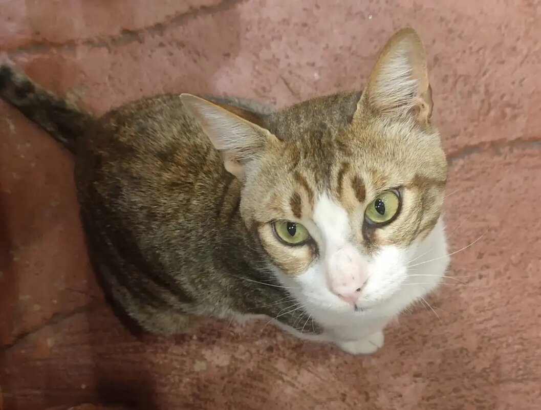 Кот в Египте - Ирэн 