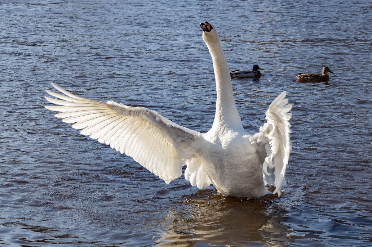 Царская птица. - Екатерина Счасная