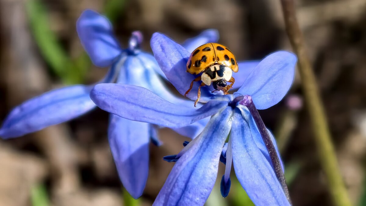 На пролеске - Мариша 