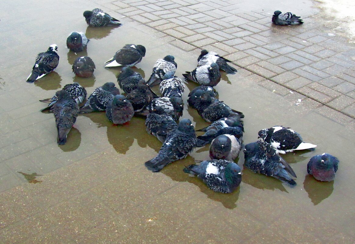 Зимнее купание - Сергей Карачин Зимнее купание - Сергей Карачин