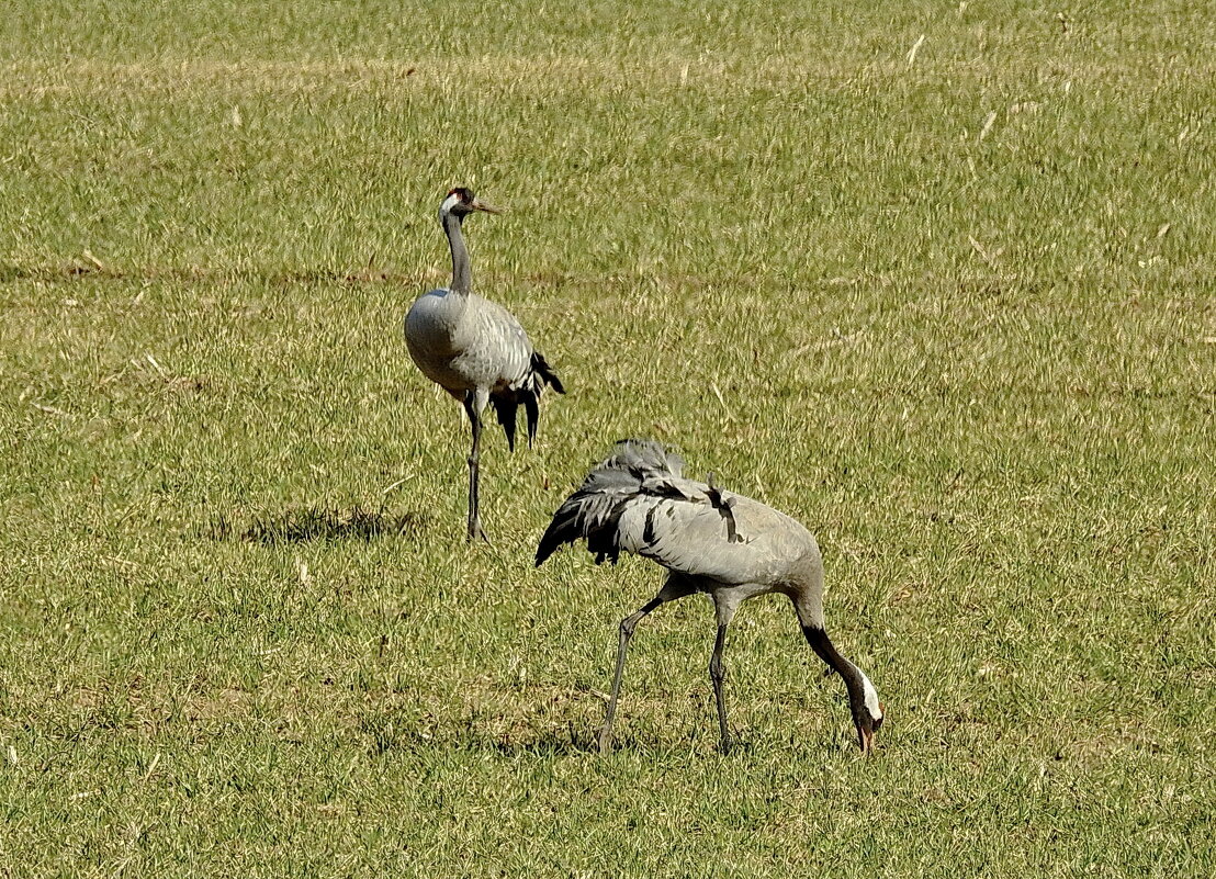 журавли прилетели - ИННА ПОРОХОВА журавли прилетели - ИННА ПОРОХОВА