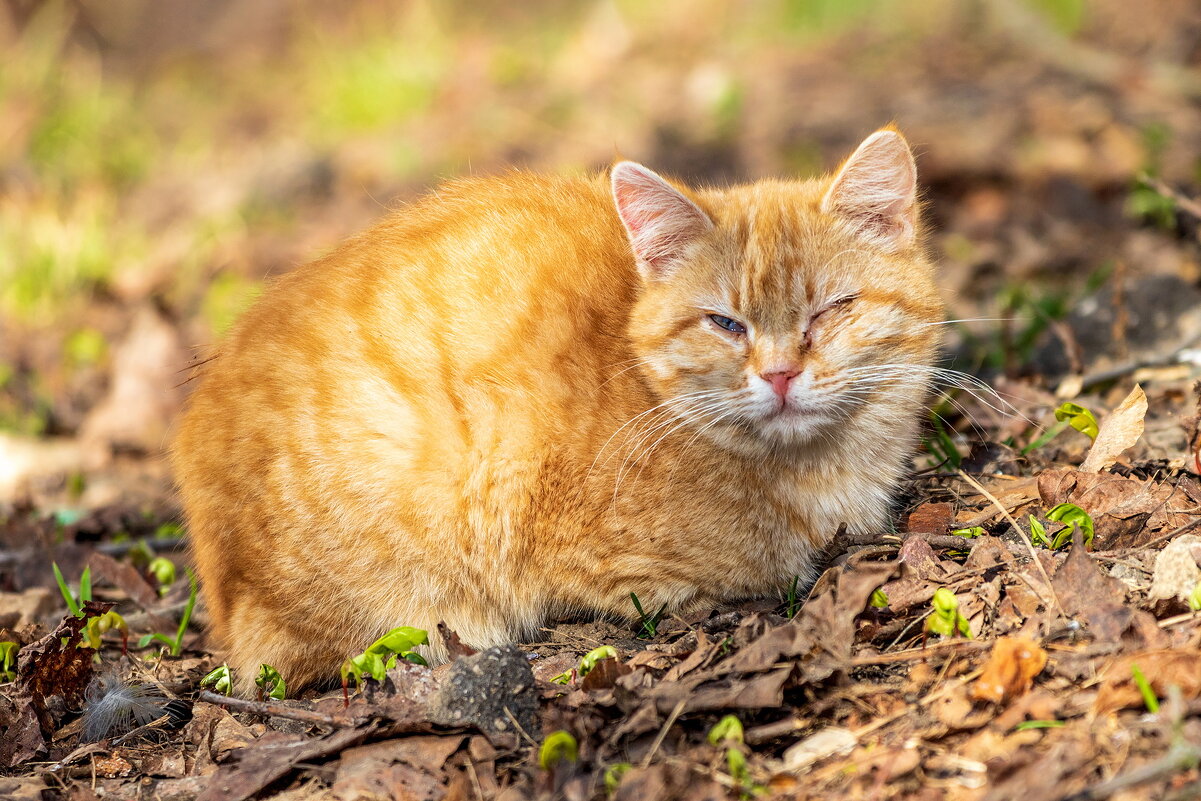 Бездомная красотулька. - Анатолий. Chesnavik.
