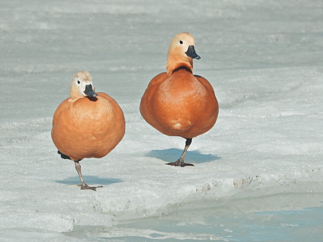 *** - Леонид leo