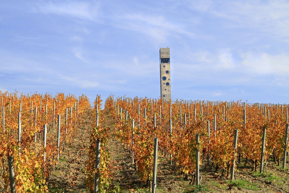 Виноградник и дегустационный зал. - Геннадий Валеев Виноградник и дегустационный зал. - Геннадий Валеев