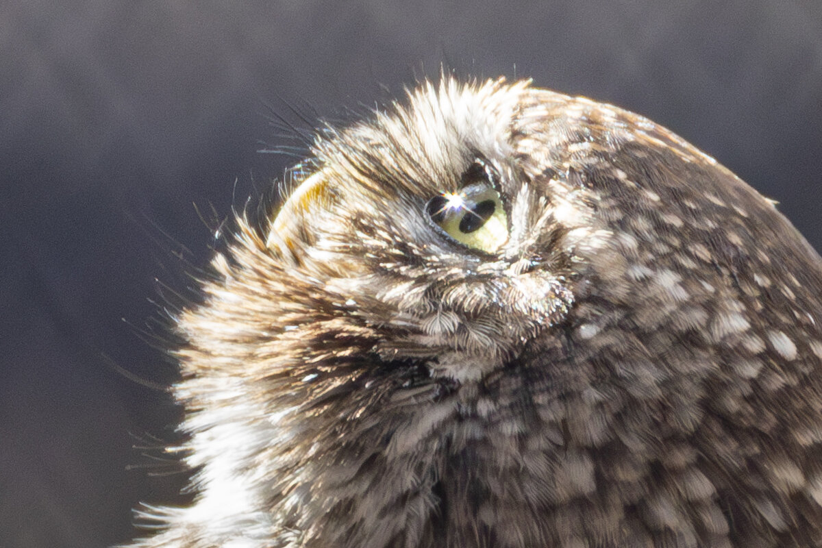 *** - Елена Черненко