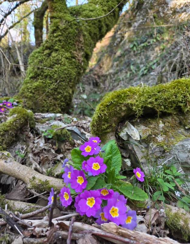 СОЛОХ АУЛ. МАРТ - Tata Wolf