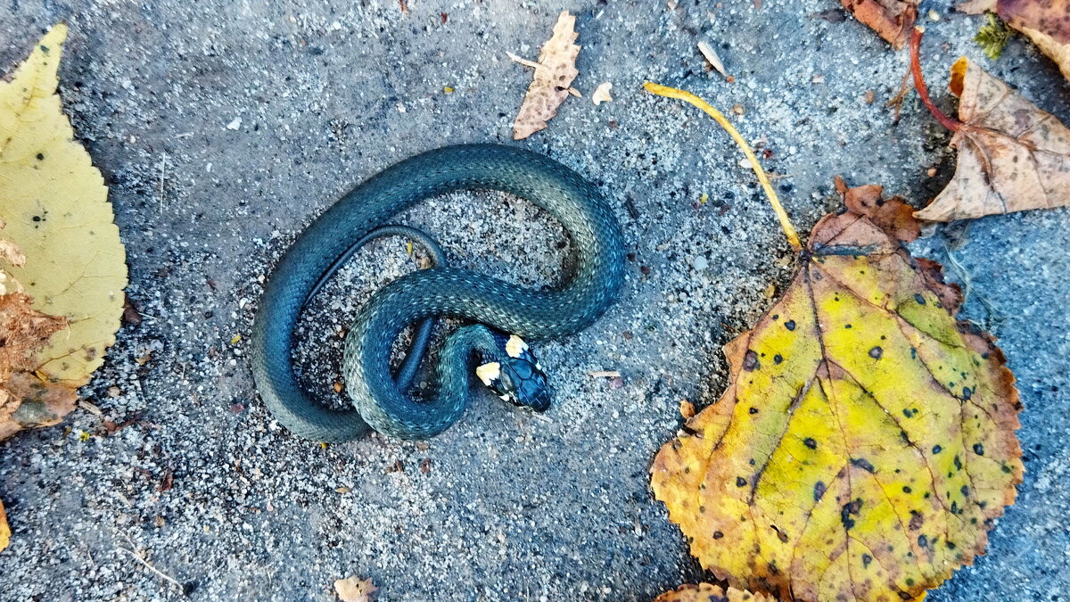 ужик - shasha1950 