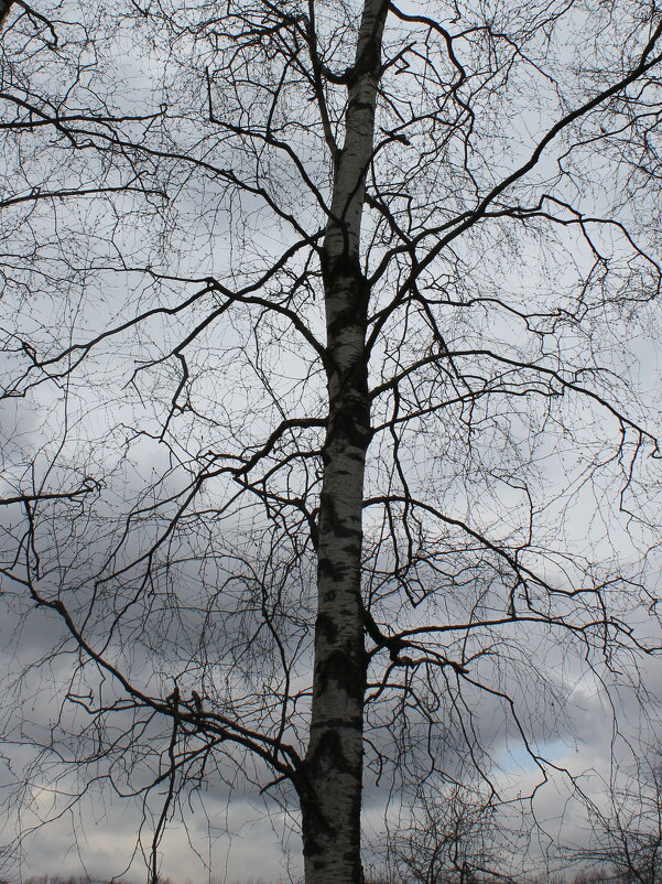 В ожидании весны... - Наталья Лунева 