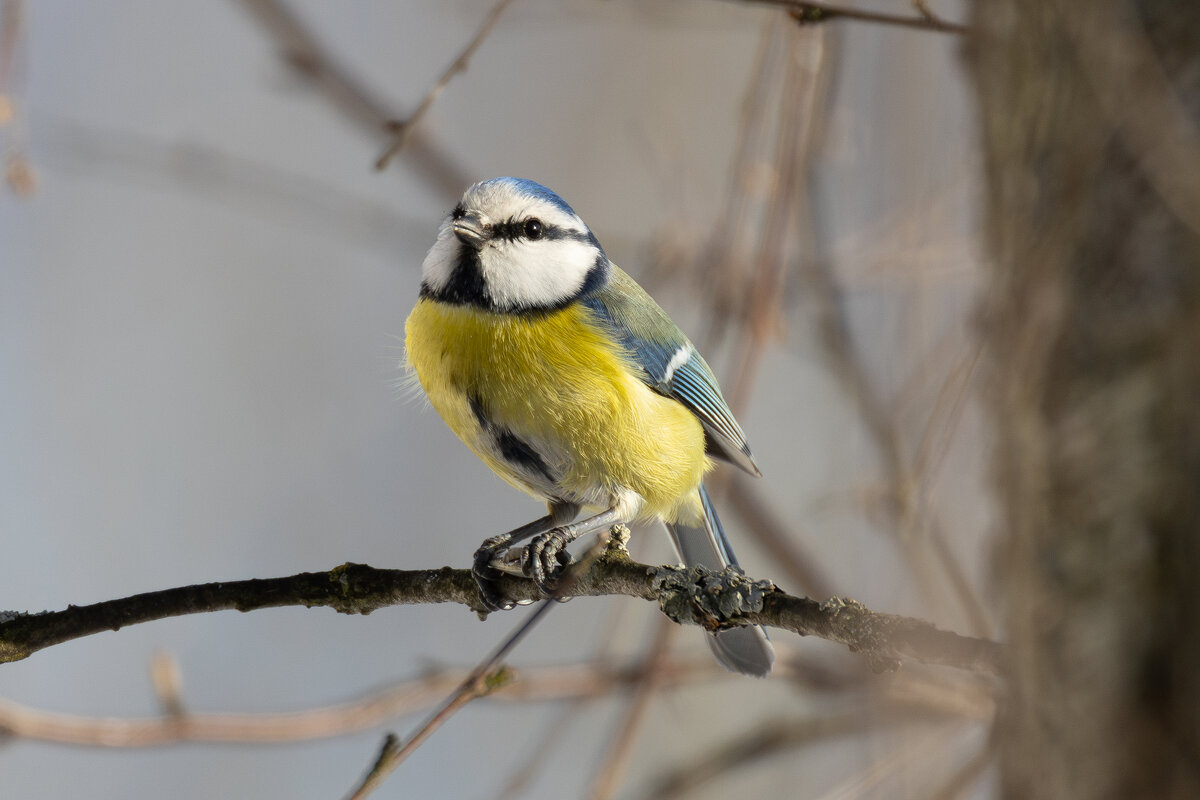 Мечтательная синичка - Сергей Брюшинин