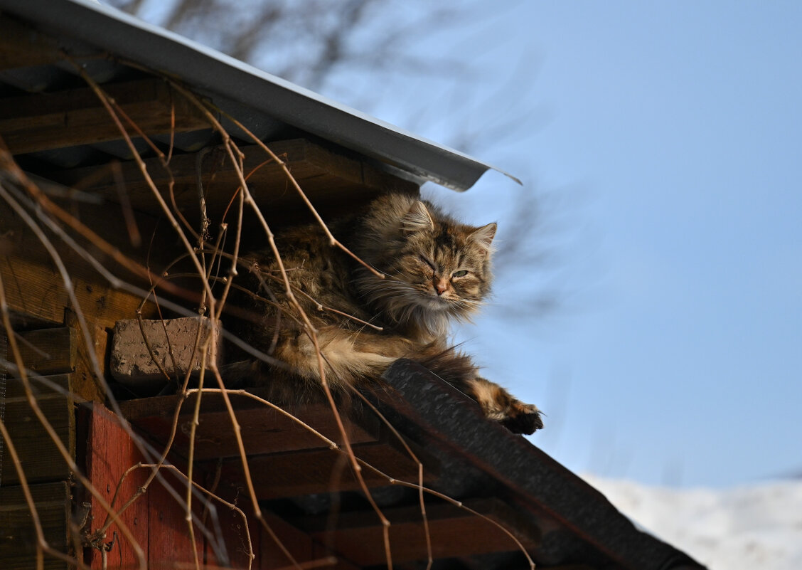 Домовёнок - Вадим 