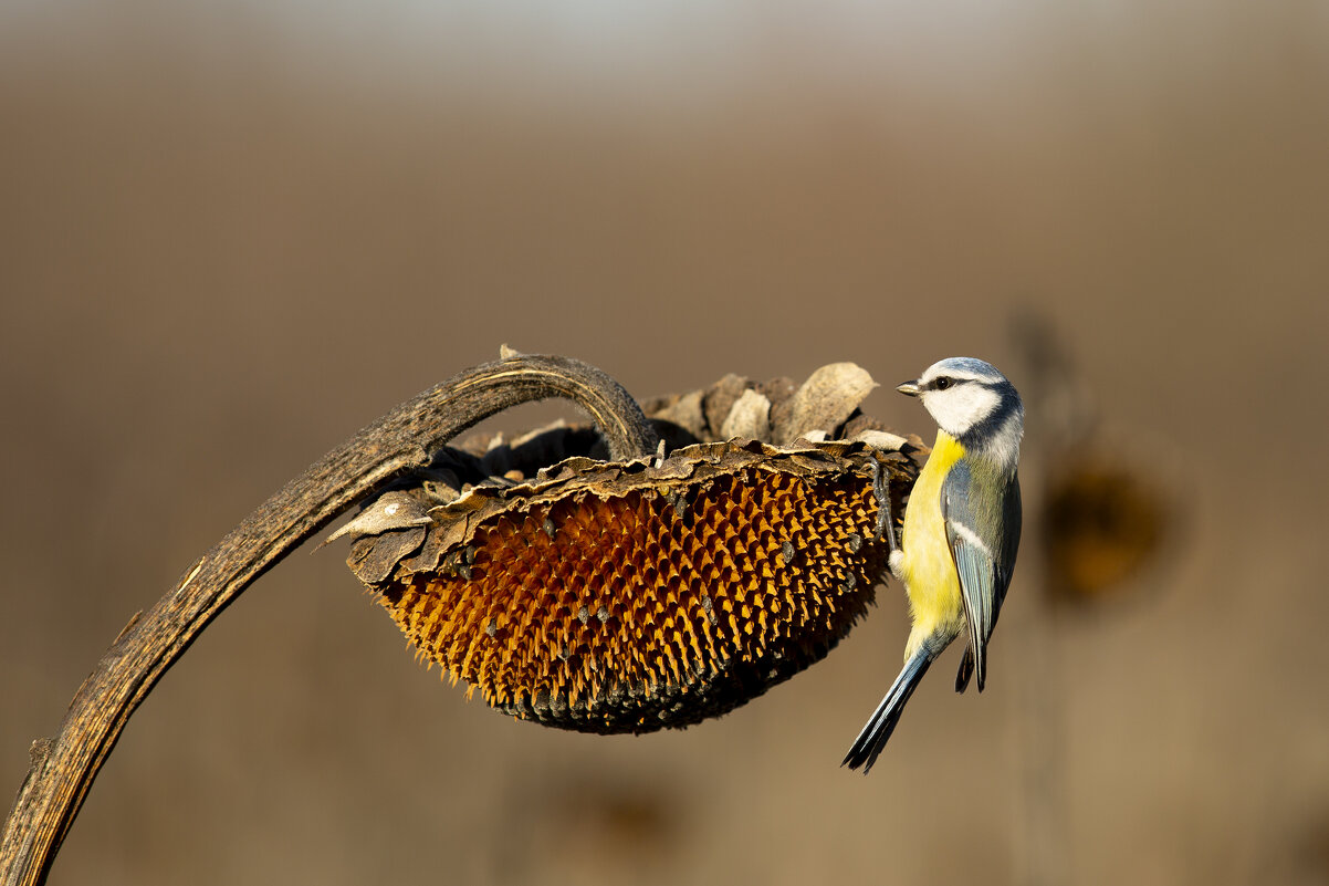 *** - Валерий Черняк