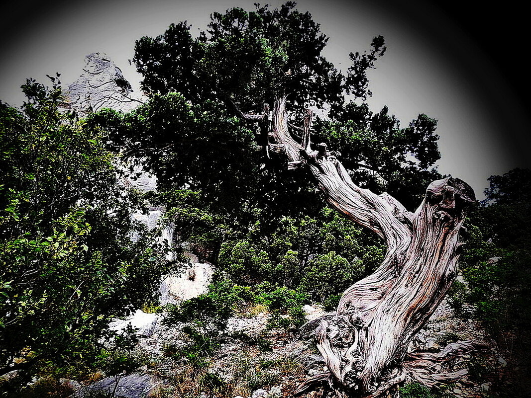 ...просто дерево... - Александр Герасенков