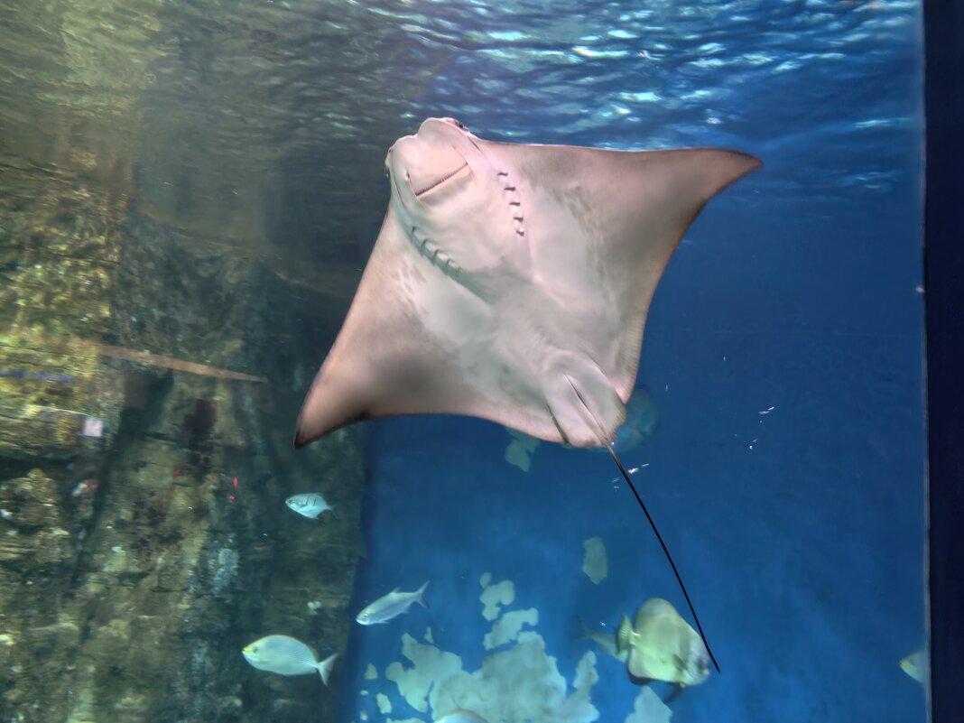 Скат - <<< Наташа >>>